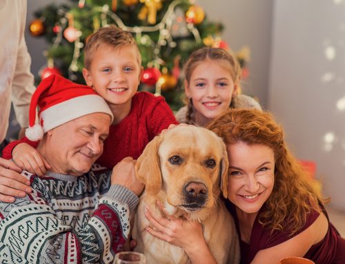Holiday Safety for Your Senior Pet
